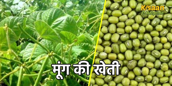 जायद सीजन में मूंग की खेती हो सकती है लाभदायक